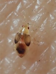 Cimicoidea