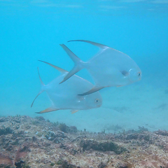 Trachinotus blochii