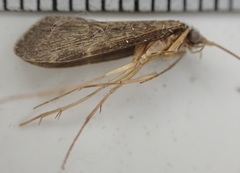 Rhyacophiloidea