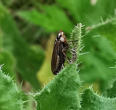 Aphrodes makarovi