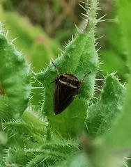 Aphrodes makarovi