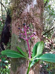 Chassalia acutiflora