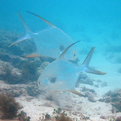 Trachinotus blochii