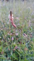 Plantago lanceolata