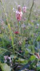 Plantago lanceolata