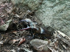 Lucanus maculifemoratus