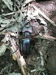 Lucanus maculifemoratus