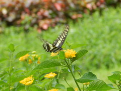 Graphium doson postianus