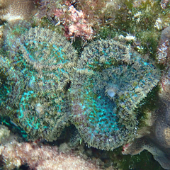 Rhodactis bryoides