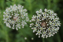 Allium decipiens