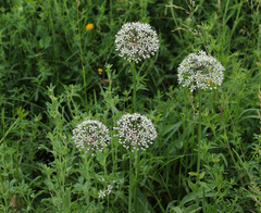 Allium decipiens