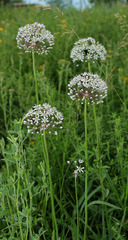 Allium decipiens