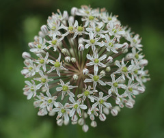 Allium decipiens