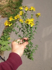 Hypericum perforatum