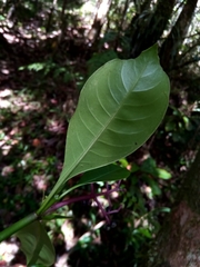 Chassalia acutiflora