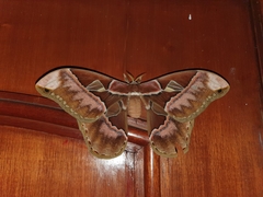 Rothschildia speculifer