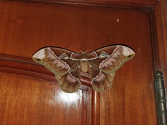 Rothschildia speculifer