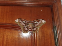 Rothschildia speculifer