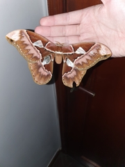 Rothschildia speculifer