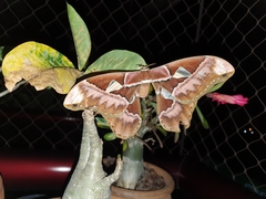 Rothschildia speculifer