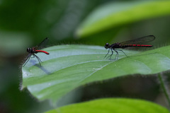 Chlorocypha pyriformosa