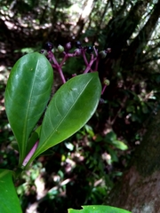 Chassalia acutiflora