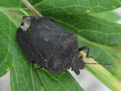 Scotinophara lurida