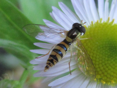 Sphaerophoria menthastri