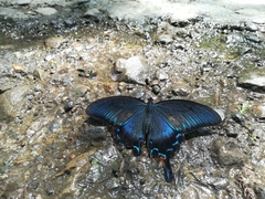 Papilio dehaanii