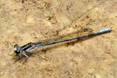 Pseudagrion furcigerum
