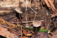 Mycena austrofilopes