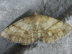 Polymixinia appositaria