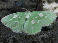Thetidia albocostaria