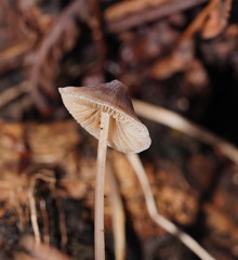 Mycena austrofilopes