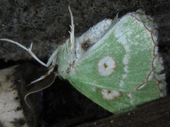 Thetidia albocostaria