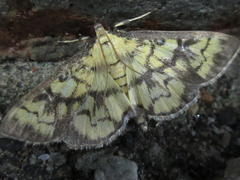 Goniorhynchus exemplaris