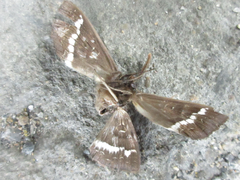 Metopta rectifasciata