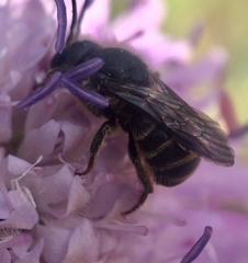 Stelis punctulatissima