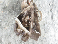 Metopta rectifasciata