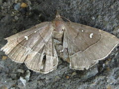 Cidariplura gladiata