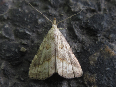 Schrankia separatalis