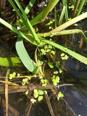 Spirodela polyrhiza