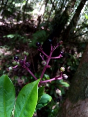 Chassalia acutiflora