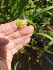 Spirodela polyrhiza