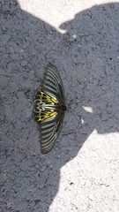 Troides aeacus formosanus