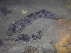 Oxyurichthys cornutus