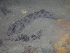 Oxyurichthys cornutus