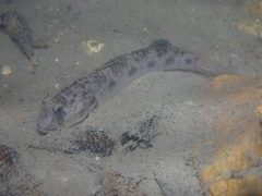 Oxyurichthys cornutus