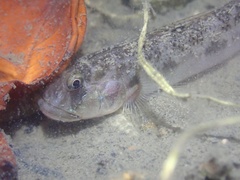 Oxyurichthys cornutus