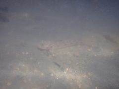 Oxyurichthys cornutus